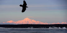 Mt. McKinley, or Denali, makes an appearance as a raven rides a light breeze on Jan. 28, 2013 at Point Woronzof in Anchorage, Alaska. President Obama will be renaming the mountain "Denali." (Erik Hill/Anchorage Daily News/TNS)