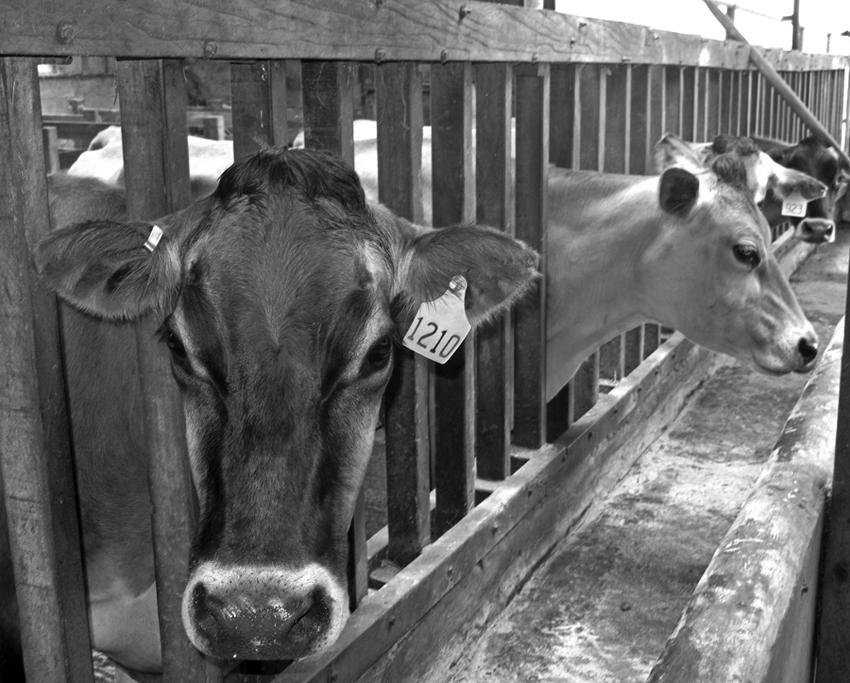 Travelers can tour Fredo Leche, a farm where visitors can milk cows. (Terri Colby/Chicago Tribune/TNS)