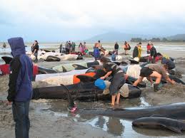 Dead whales on beach 