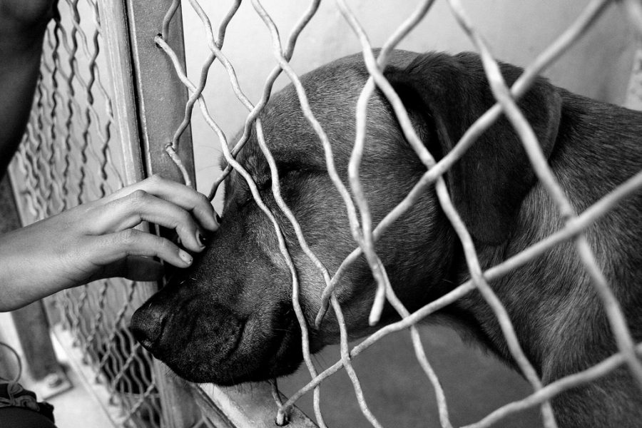 A dog reaching its head through a cage, letting a person pet it 