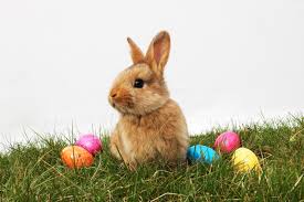 A bunny in a field with colorful eggs, common symbols of the Easter holiday